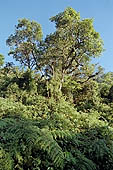 The cloud forest near the Cock of the Rock leks in the Manu reserve